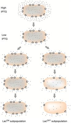 Waddington’s Landscapes in the Bacterial World